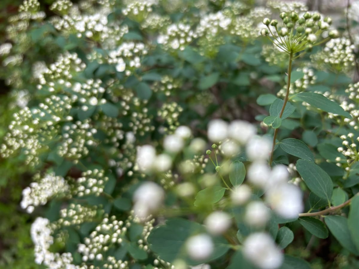 Headline for here also